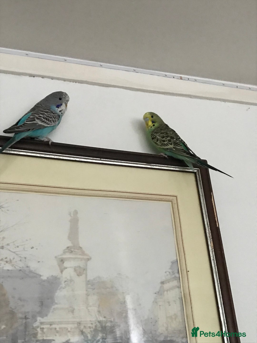 Budgerigars birds for sale: 2 budgies and cage - Image 11