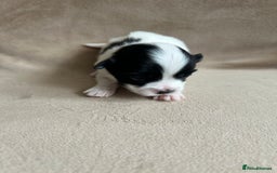 Coton De Tulear dogs for sale: Coton de Tulear puppies  - Image 7