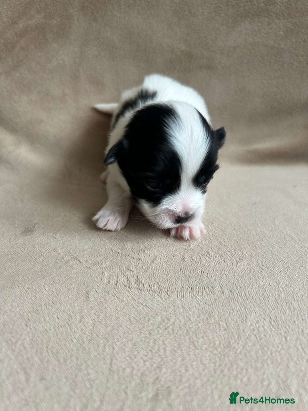 Coton De Tulear dogs for sale: Coton de Tulear puppies  - Image 7