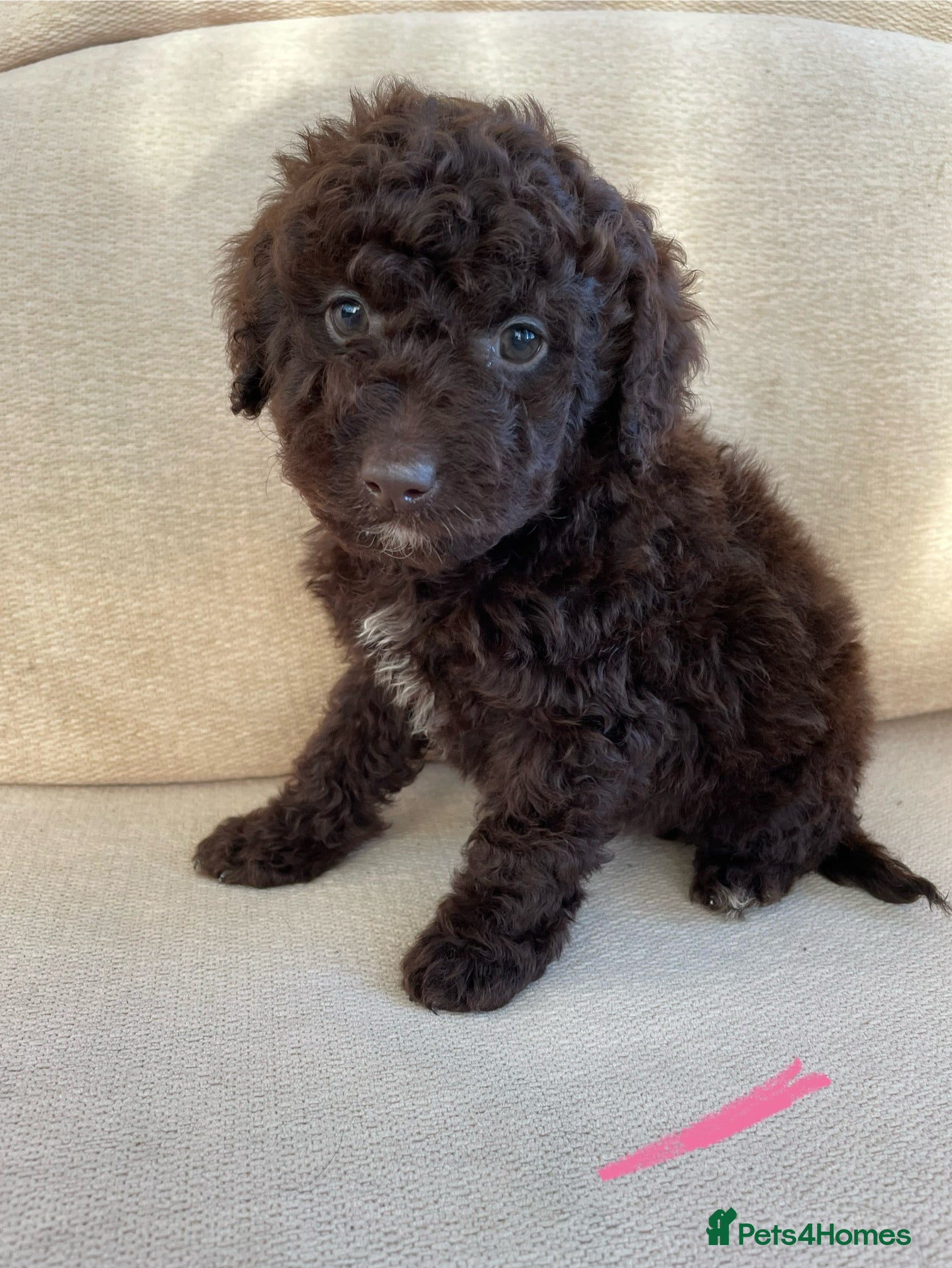 Labradoodle dogs Chocolate miniature labradoodle puppies - Advert 13