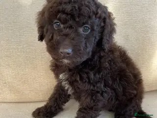 Labradoodle dogs Chocolate miniature labradoodle puppies - Advert 13