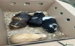 Guinea Pig rodents for sale: Guinea pigs & full set up for rehoming  - Image 5