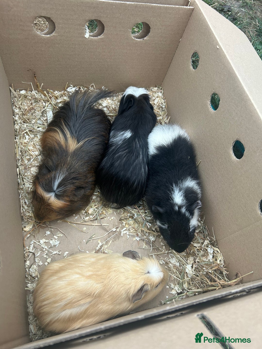 Guinea Pig rodents for sale: Guinea pigs & full set up for rehoming  - Image 5