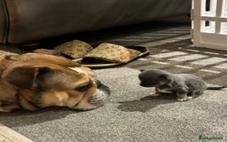 Chihuahua dogs for sale: Little girl available soon  - Image 3