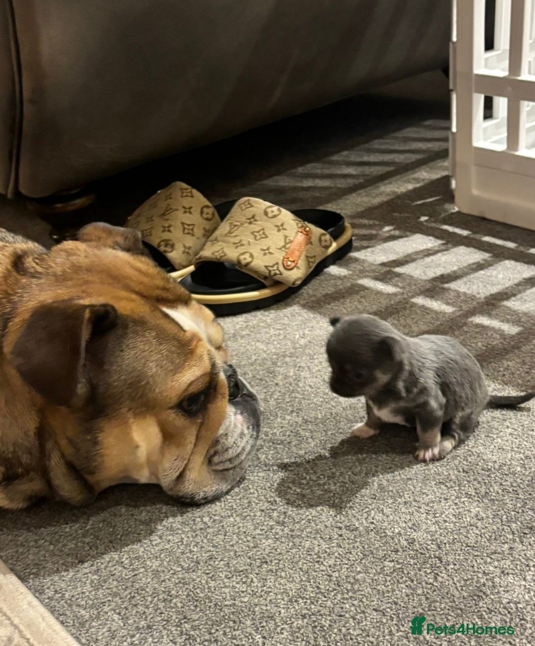 Chihuahua dogs for sale: Little girl available soon  - Image 3