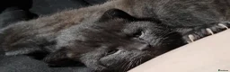 Bombay cats for sale: Adorable Black Kittens – Ready Now 🐾 in Cardiff - Advert 11