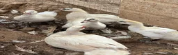 Ducks poultry for sale: Indian runner ducks,Emden geese,Muscovy,brown hens - Advert 6