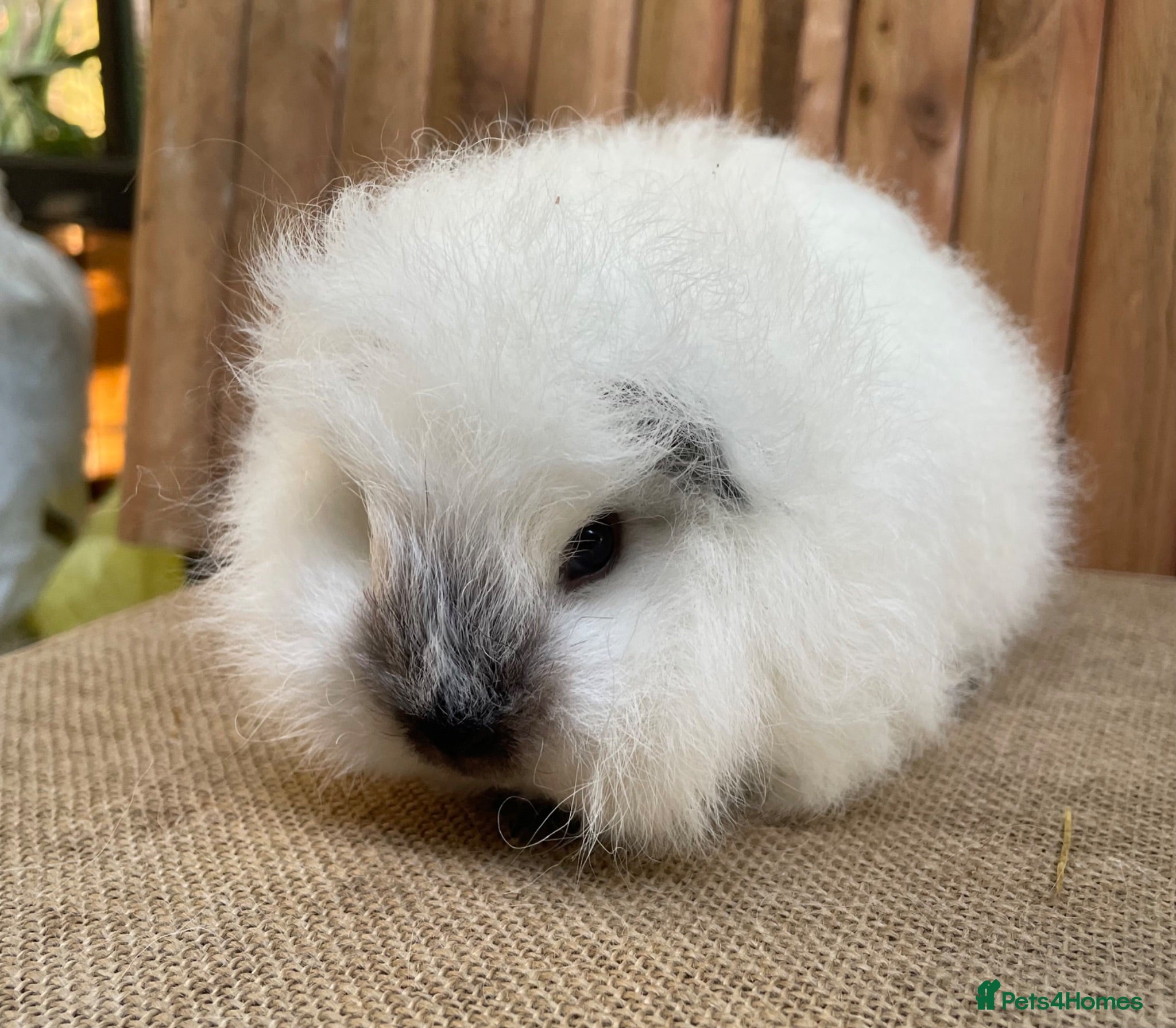 Guinea Pig rodents Swiss teddy baby sow  - Advert 1