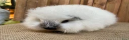 Guinea Pig rodents for sale: Swiss teddy baby sow  - Advert 1