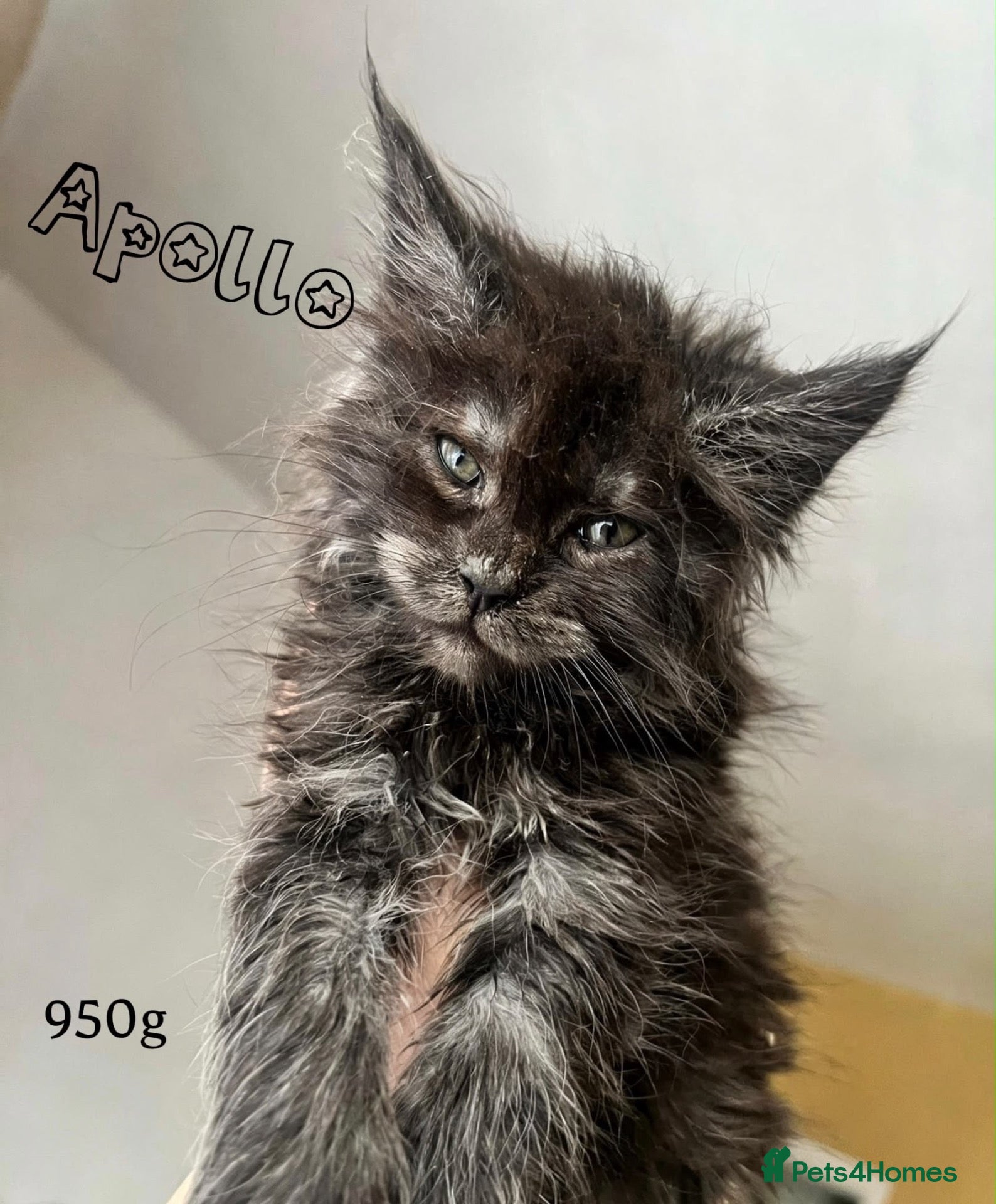 Maine Coon cats TICA REGISTERED MAINE COON KITTENS - Advert 2