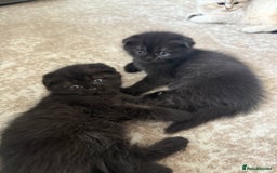 Scottish Fold cats for sale: Scottish fold and straight kittens - Image 6