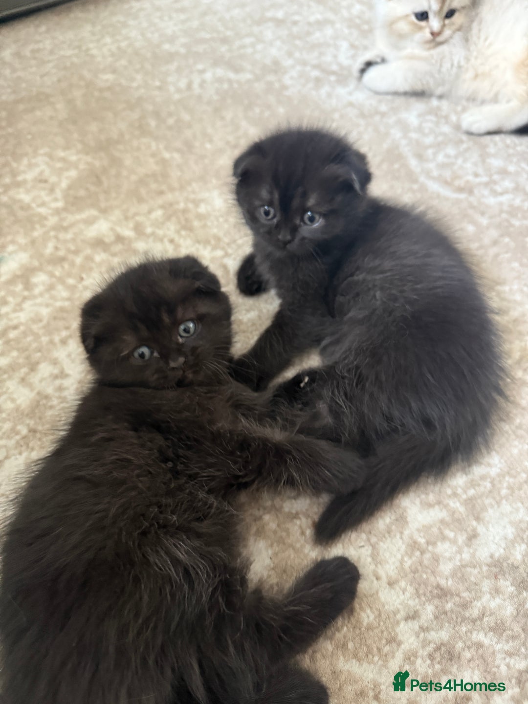 Scottish Fold cats for sale: Scottish fold and straight kittens - Image 6