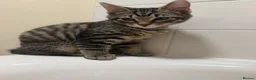 Bengal cats for sale: Male kitten  in Rainham - Advert 2