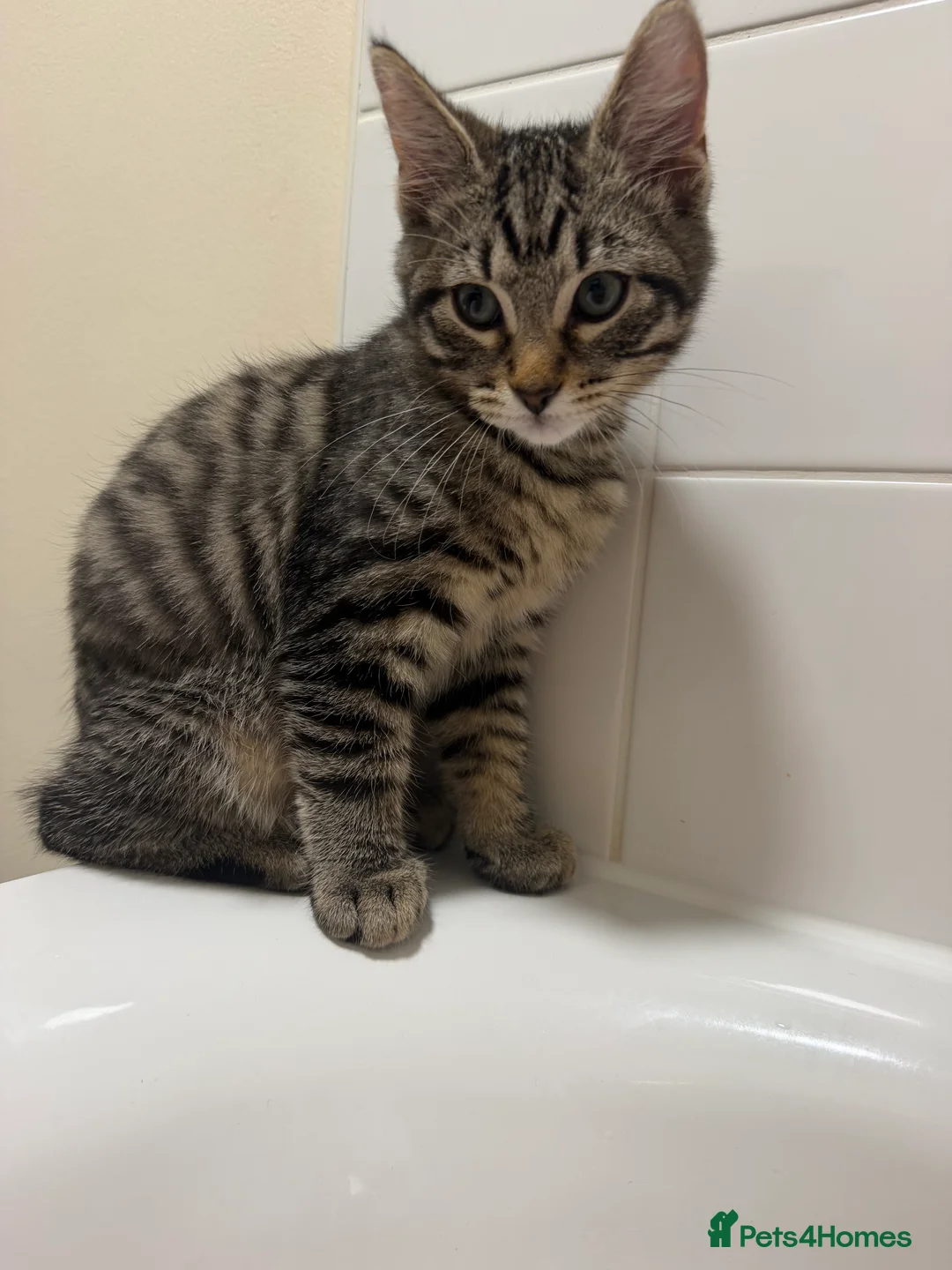 Bengal cats for sale: Male kitten  in Rainham - Advert 2