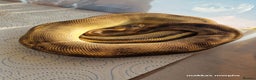 Python Snake reptiles for sale: Various royals available - Advert 8