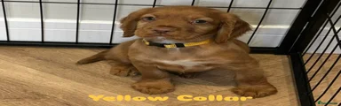 Yellow Collar