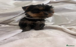 Yorkshire Terrier dogs for sale: Pure Yorkshire Terrier puppies for sale  - Image 9