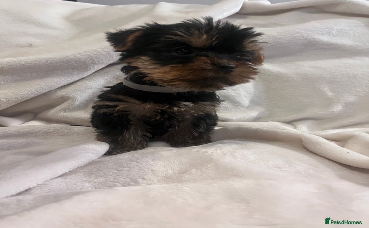 Yorkshire Terrier dogs - Advert 3