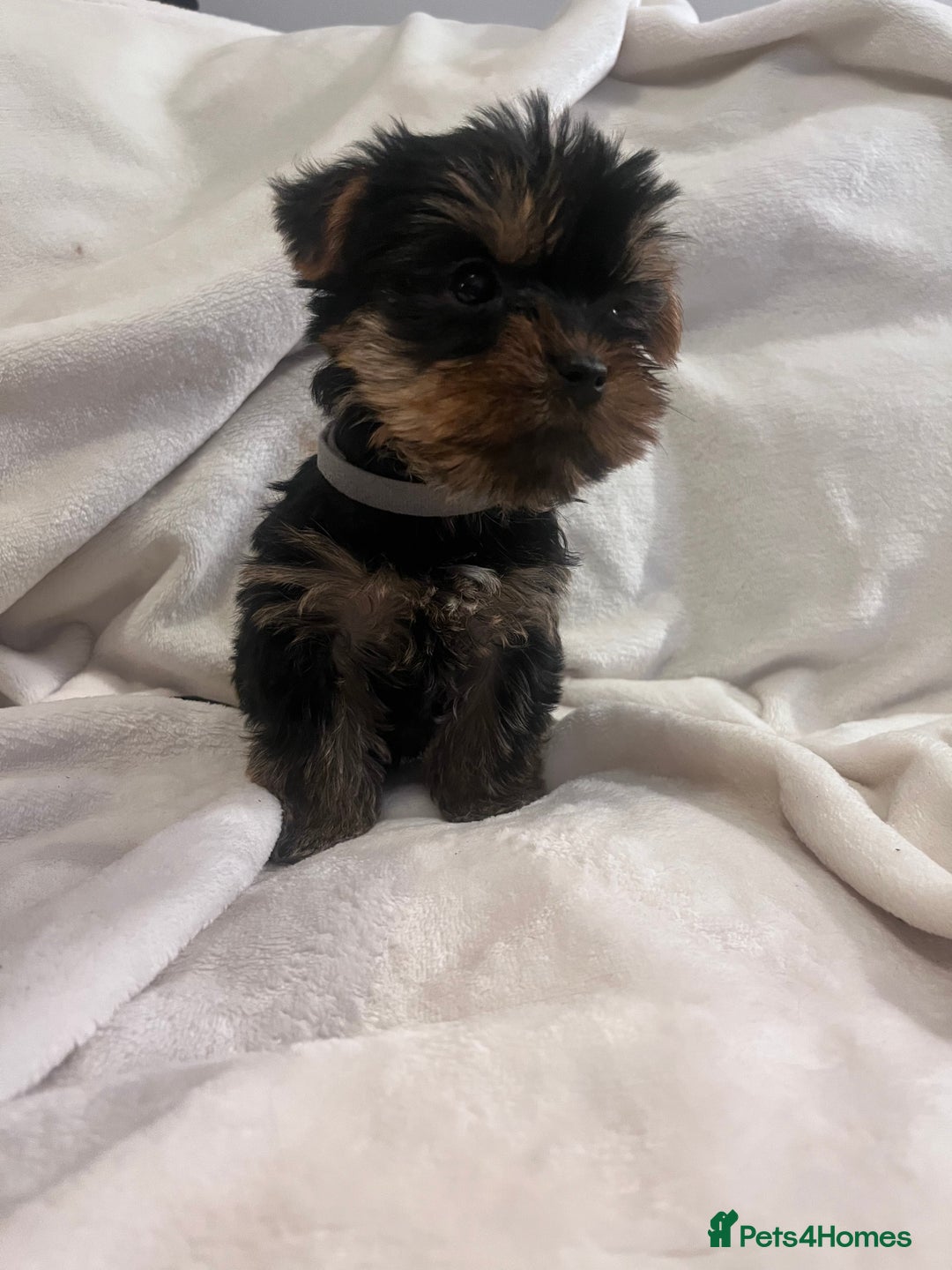 Yorkshire Terrier dogs for sale: Pure Yorkshire Terrier puppies for sale  - Image 9