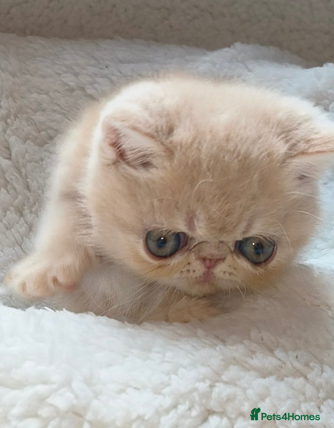 Exotic cats for stud: STUNNING EXOTIC STUD  in Barnsley - Advert 3