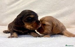 Cocker Spaniel dogs for sale: Show cockers champion bloodlines. simbawood lines. - Image 13