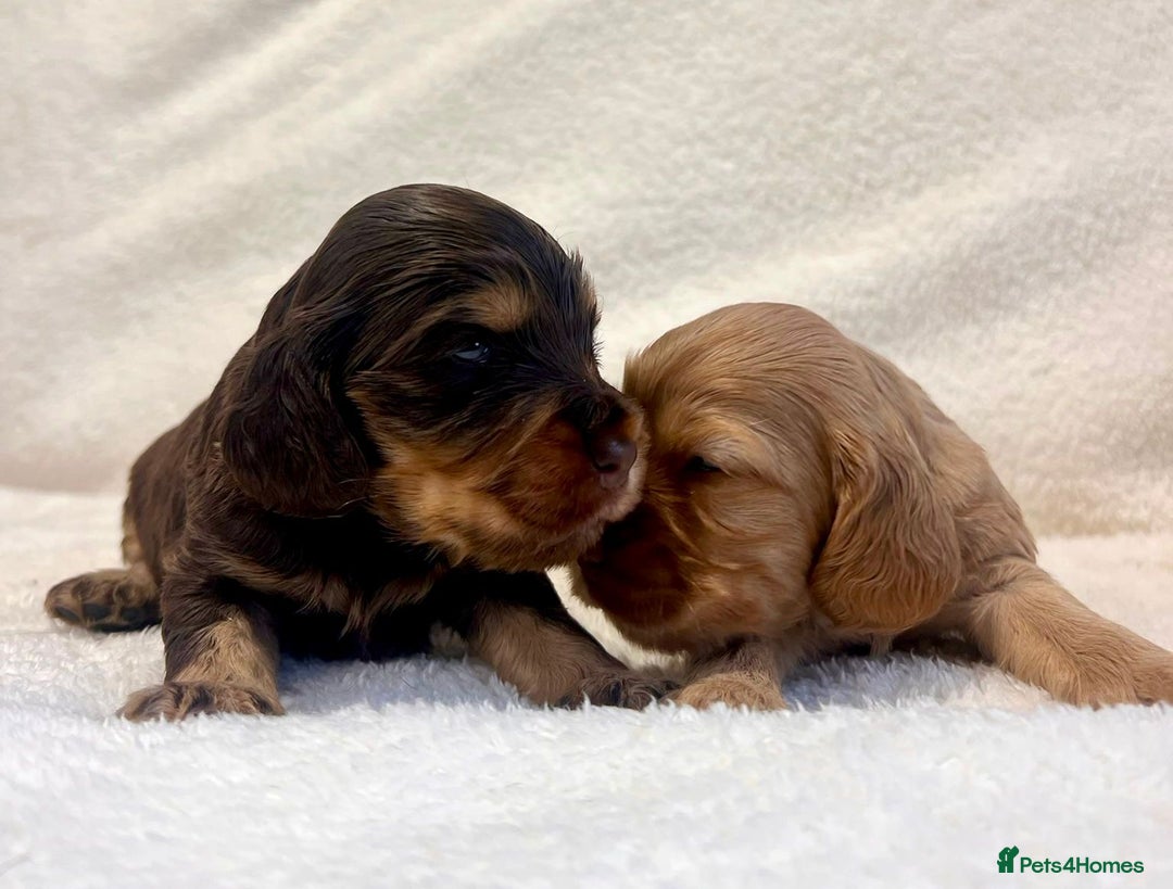 Cocker Spaniel dogs for sale: Show cockers champion bloodlines. simbawood lines. - Image 13