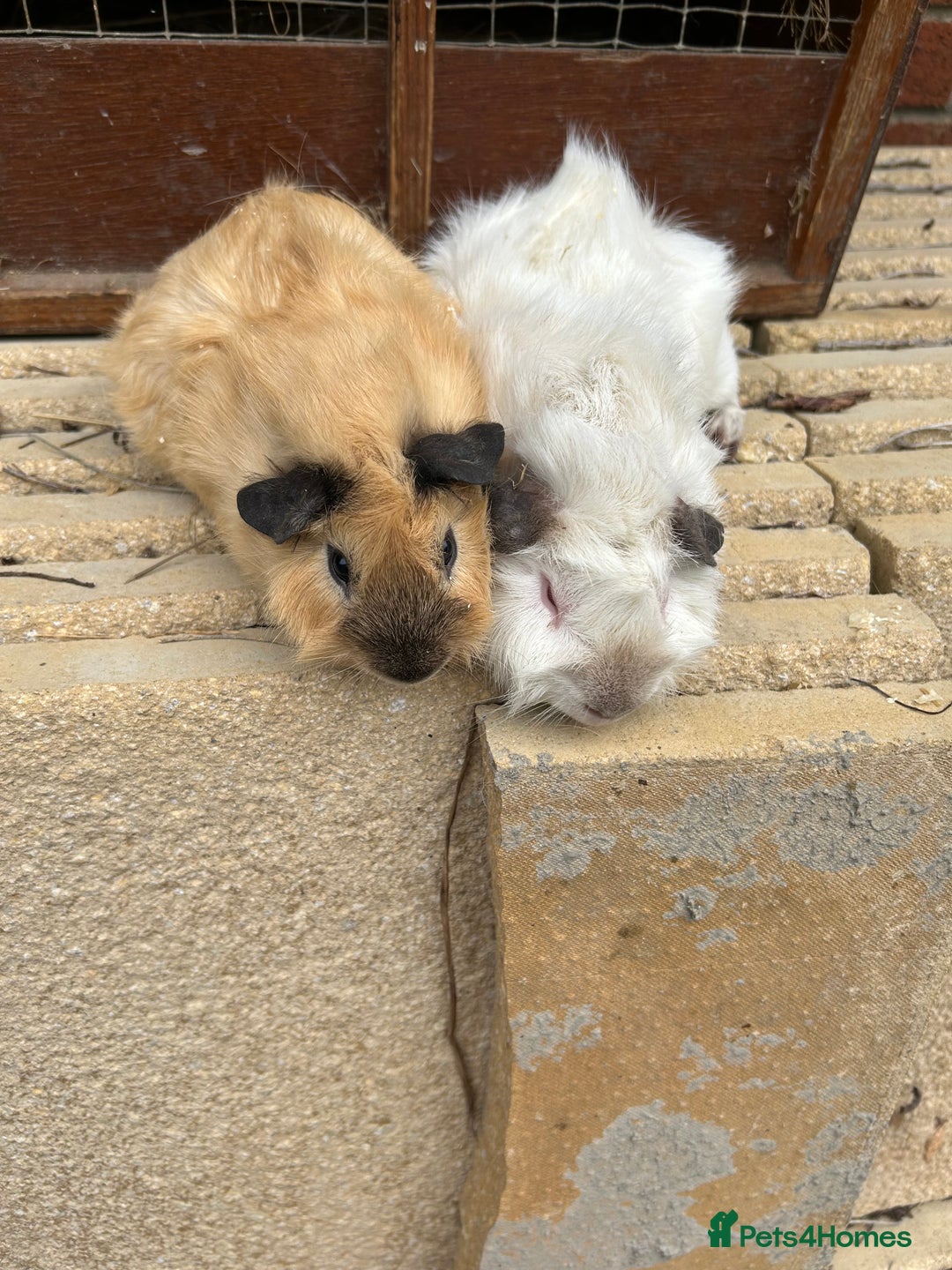 Guinea Pig rodents for sale: Funky guinea pigs - Image 2