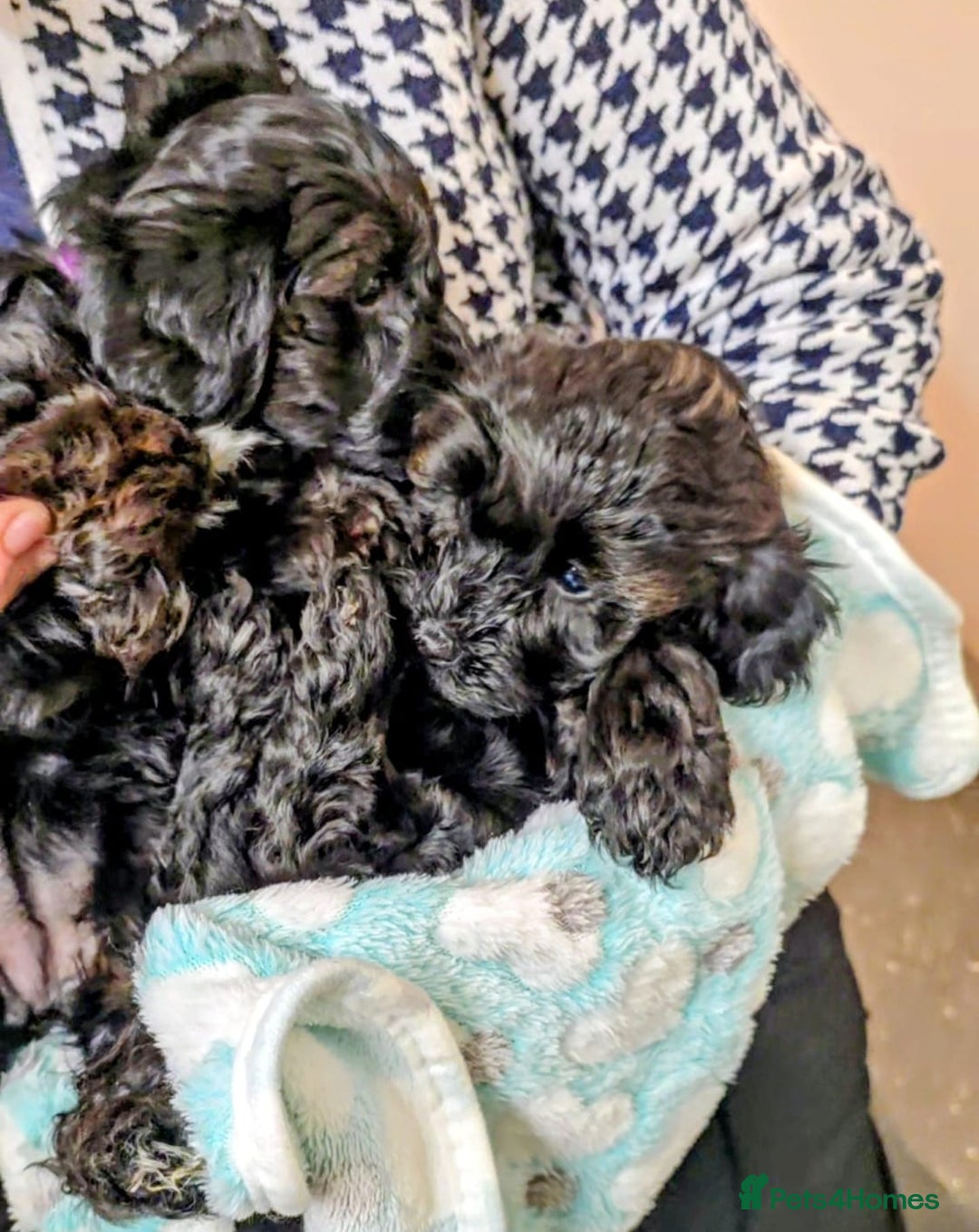 Yorkiepoo dogs for sale: GENUINE F1 YORKIEPOO PUPPIES  - Advert 21