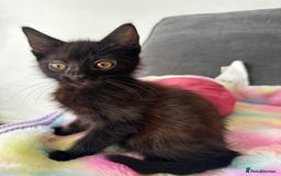 Mixed Breed cats for sale: MAINECOON X NEEDING HOME👀🏡 - Image 3