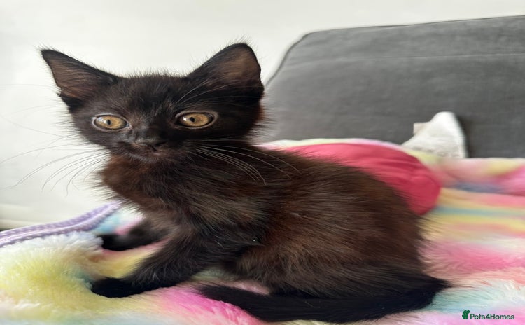 Mixed Breed cats - Advert 10