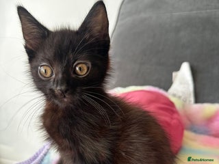 Mixed Breed cats - Advert 3