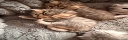 Scottish Fold cats for sale: Beautiful Scottish Fold Kittens for Loving Homes🐱 - Advert 6