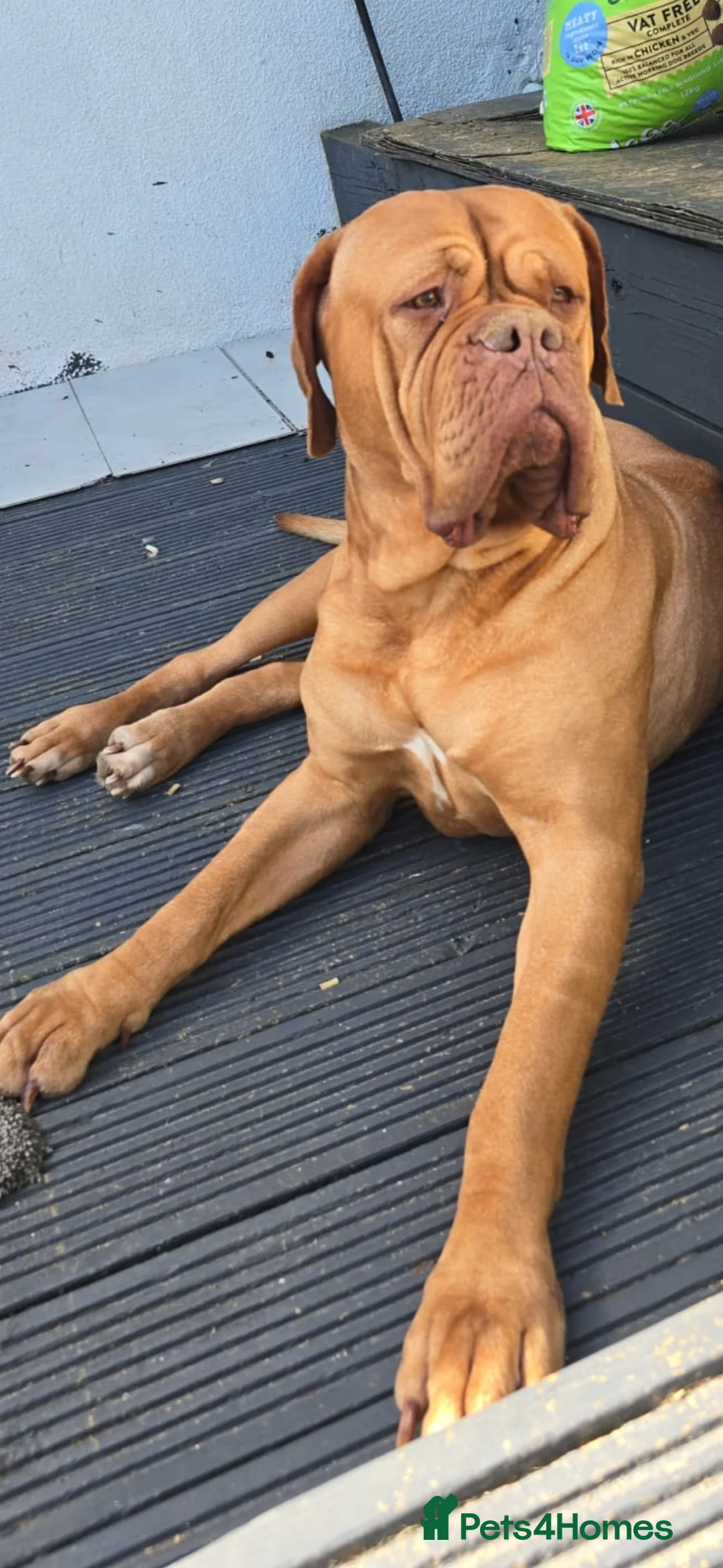 Dogue De Bordeaux dogs for sale: Rehome  - Advert 1