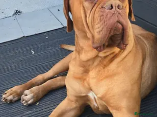 Dogue De Bordeaux dogs Rehome - Advert 7