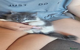 Ragdoll cats for sale: Last gorgous kitten - Image 6