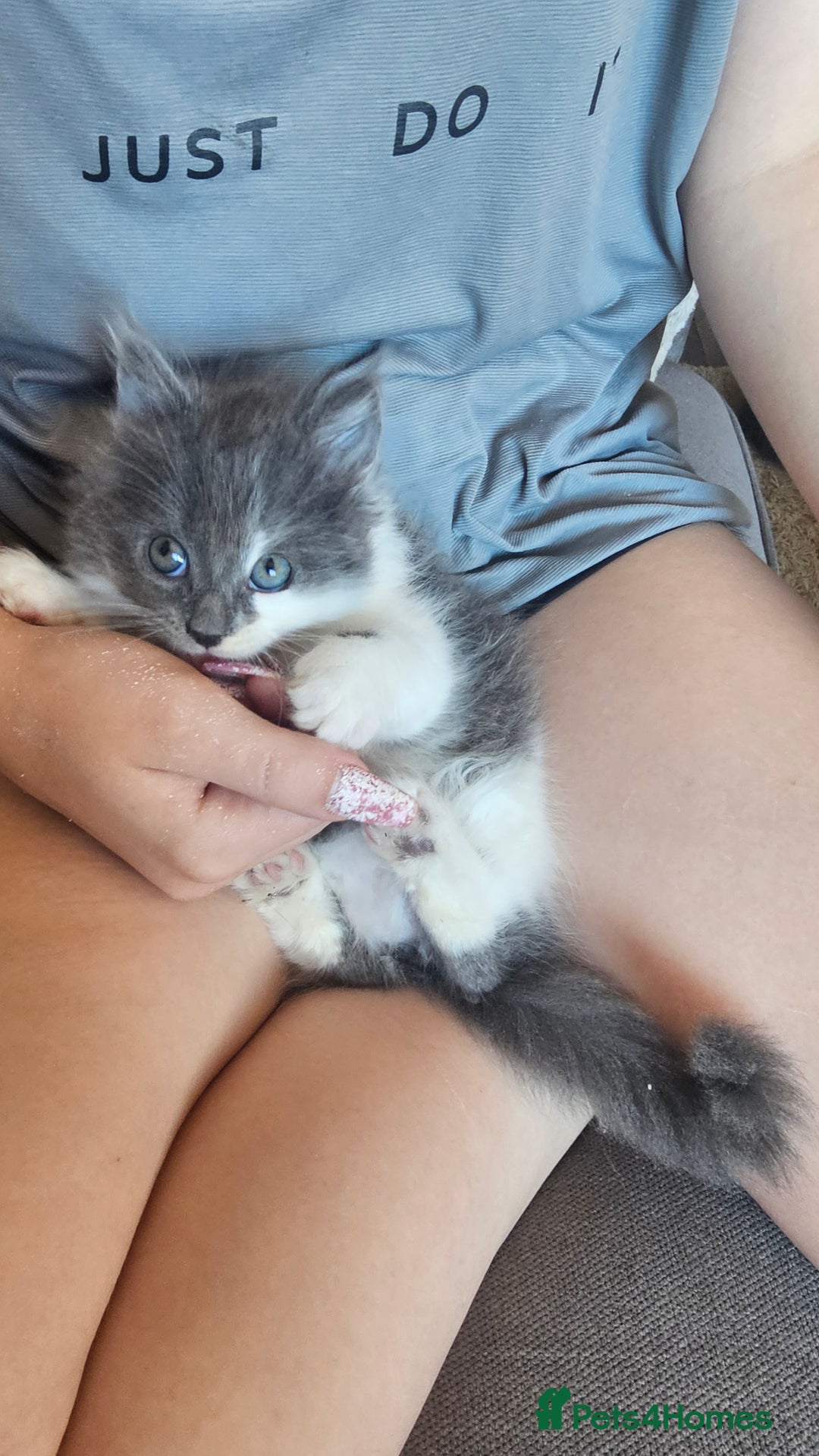 Ragdoll cats for sale: Last gorgous kitten - Image 6