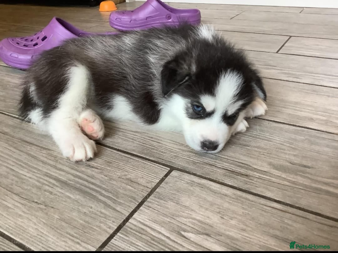Siberian Husky dogs for sale: Huskie puppies - Image 6