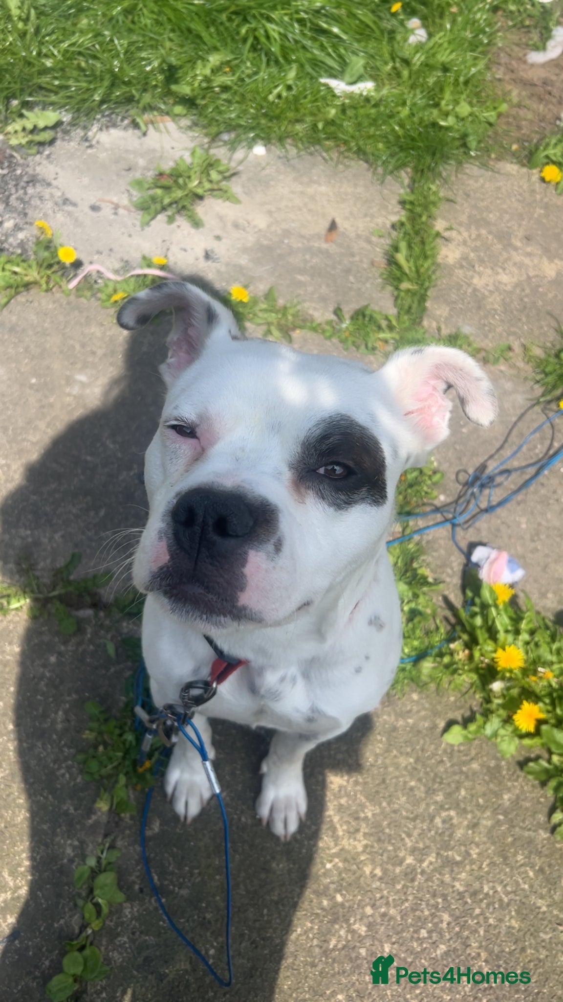 Mixed Breed dogs Ace 1 years old  - Advert 14