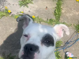 Mixed Breed dogs Ace 1 years old - Advert 14