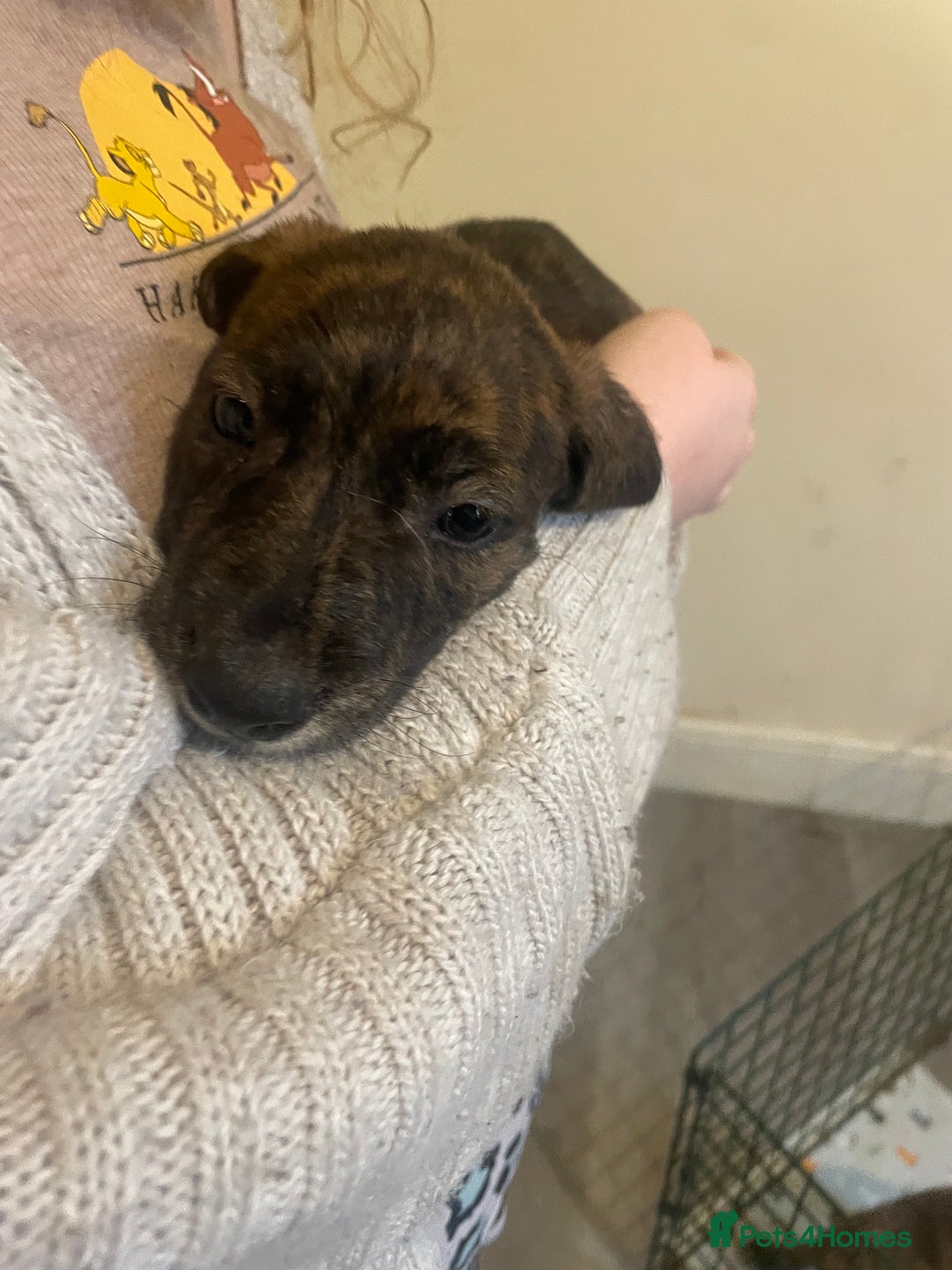 Lurcher dogs for sale: Greyhound/deerhound brindle lurchers - Advert 36