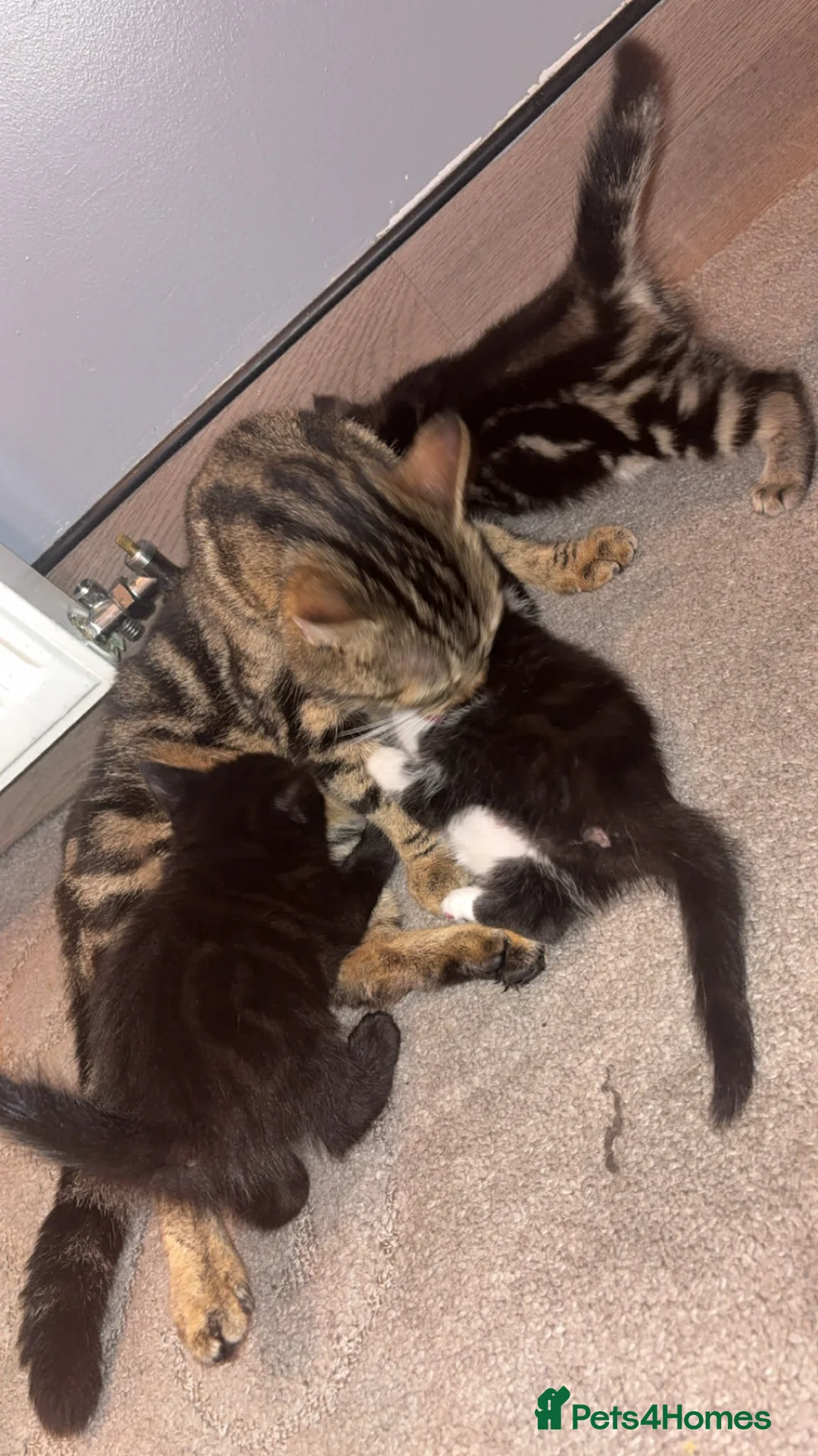 Maine Coon cats for sale: 2 Female Maine coon  - Advert 4