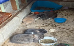 Mini Lop rabbits for sale: 3 mini lop bucks for sale  - Image 2