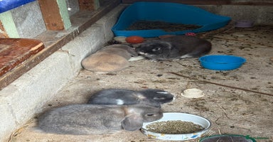 Mini Lop rabbits - Advert 2