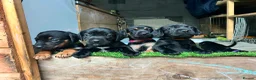 Mixed Breed dogs for sale: Working cocker with mix dads family pet  - Advert 4