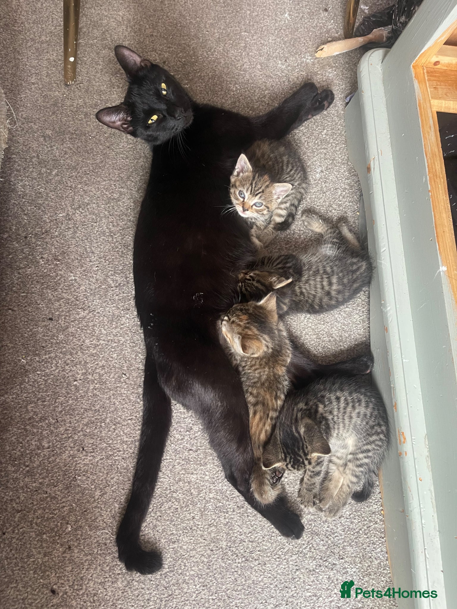 Mixed Breed cats for sale: Tabby kittens  - Advert 1