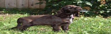Cocker Spaniel 6