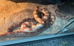 Corn Snake reptiles for sale: Breeding pair of corn snakes  - Image 2