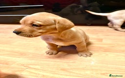 Labrador Retriever dogs for sale: Labrador Love Nuggets - 7 left - Image 22