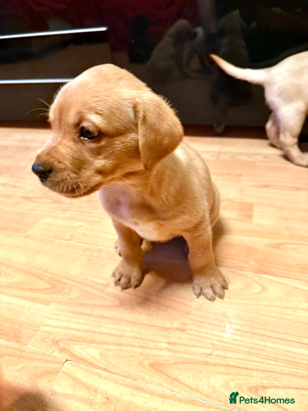 Labrador Retriever dogs for sale: Labrador Love Nuggets - 7 left - Image 22