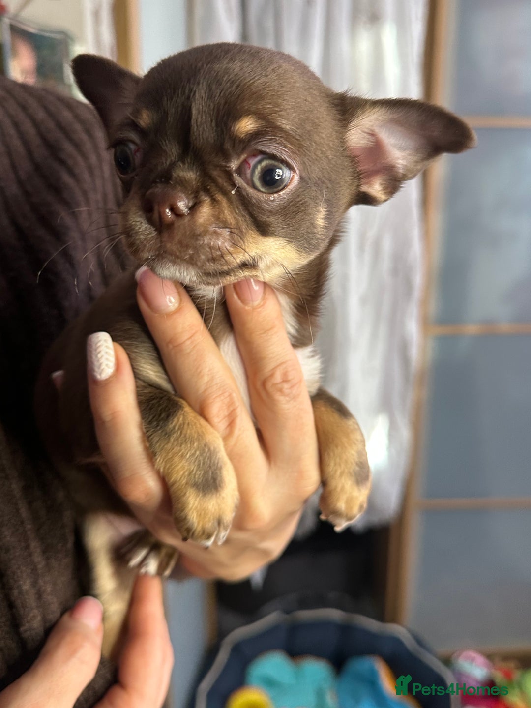 Chihuahua dogs for sale: Chihuahua puppies  - Advert 11